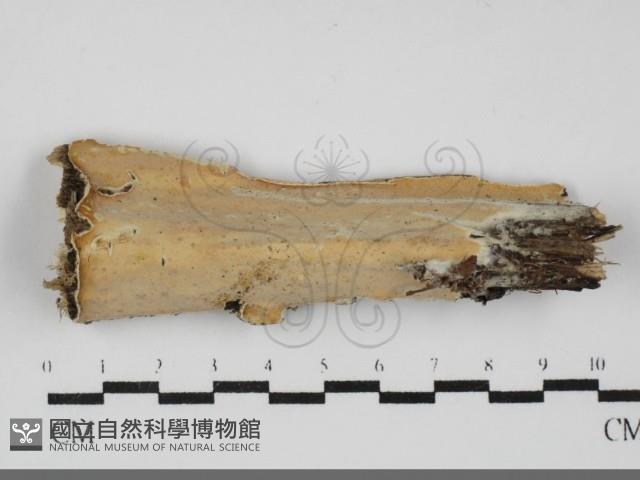 登錄號:F0031816藏品圖，第1張