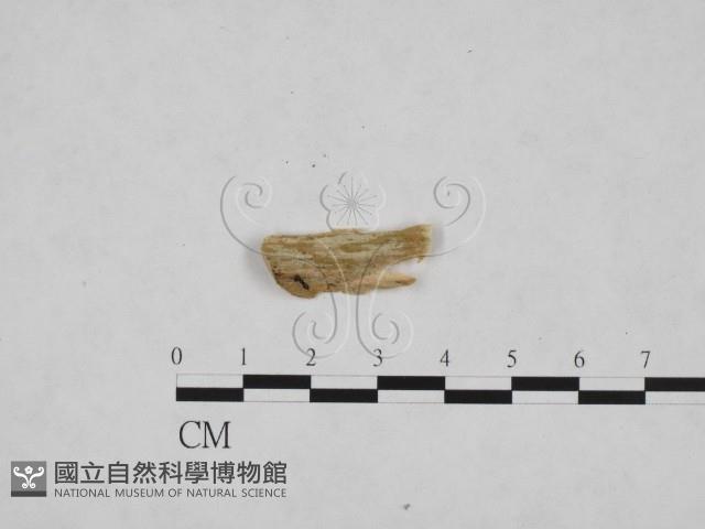 登錄號:F0024816藏品圖，第1張