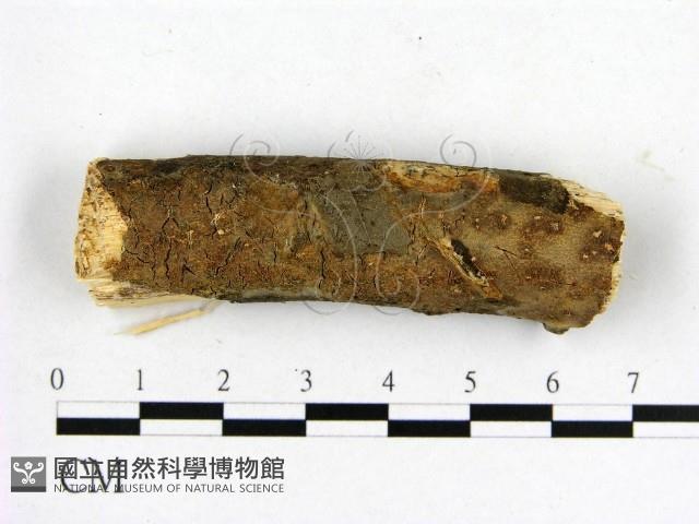 登錄號:F0014816藏品圖，第1張