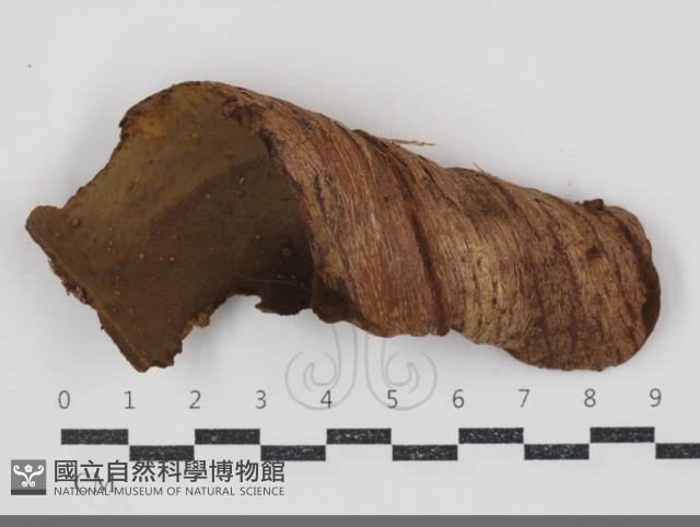 木層孔菌屬藏品圖，第1張
