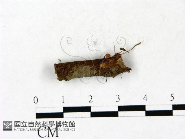 小皮傘屬藏品圖，第1張