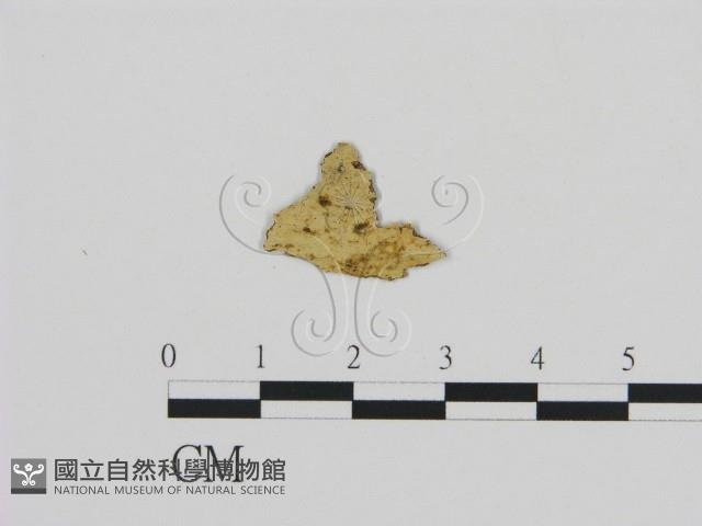 登錄號:F0002816藏品圖，第1張