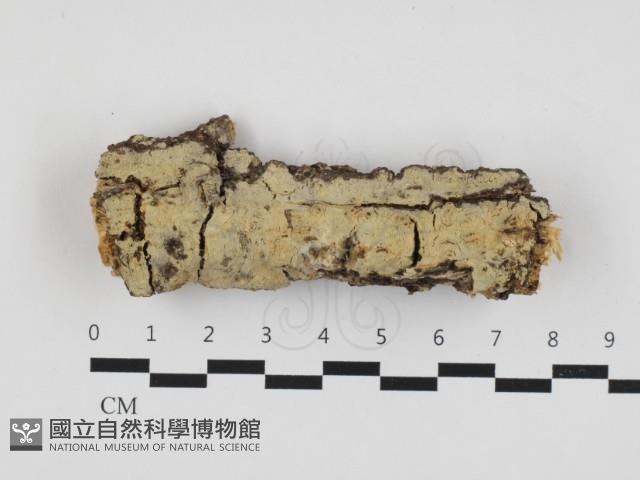 絲齒菌屬藏品圖，第1張