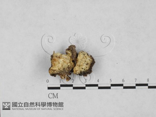 登錄號:F0027816藏品圖，第1張