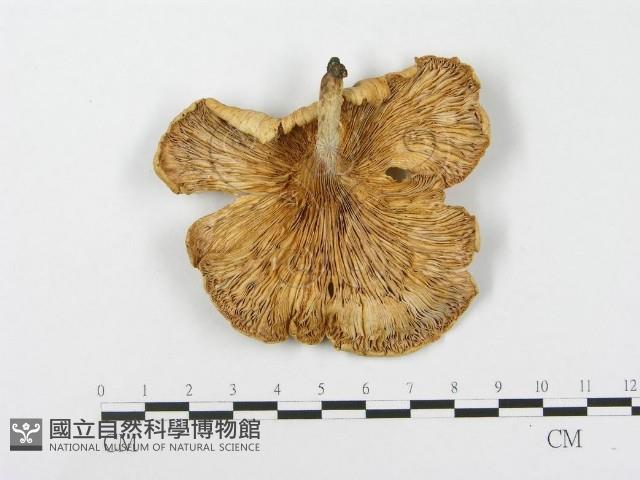 登錄號:F0007816藏品圖，第1張