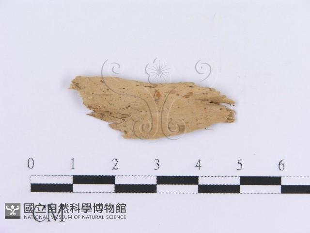 登錄號:F0017816藏品圖，第1張