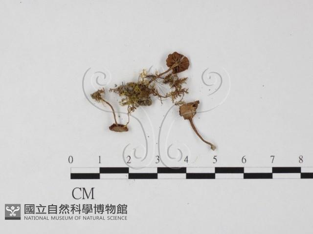 登錄號:F0025816藏品圖，第1張