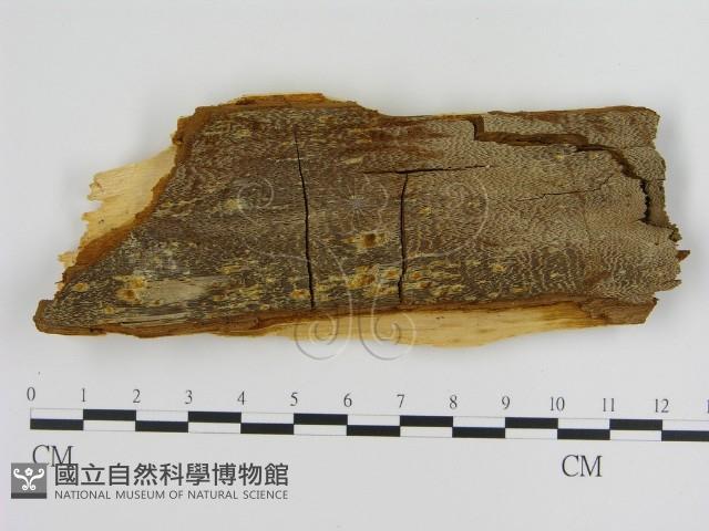 登錄號:F0005816藏品圖，第1張