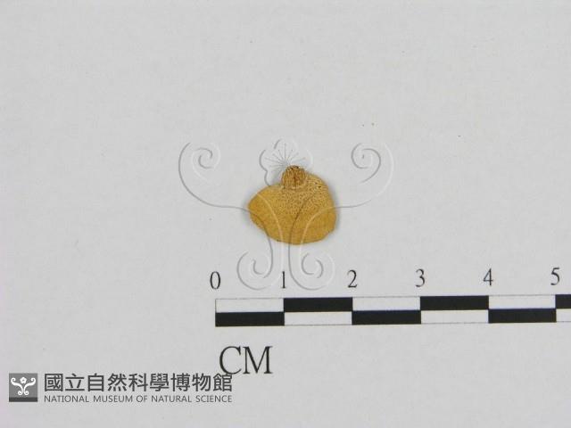 登錄號:F0015816藏品圖，第1張