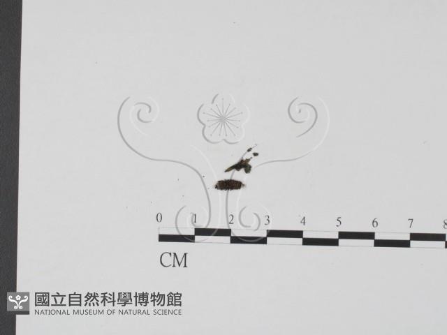 登錄號:F0009816藏品圖，第1張