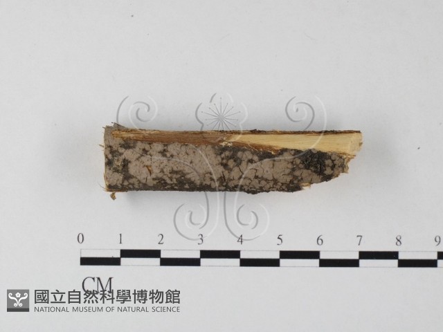 筍殼菌屬藏品圖，第1張