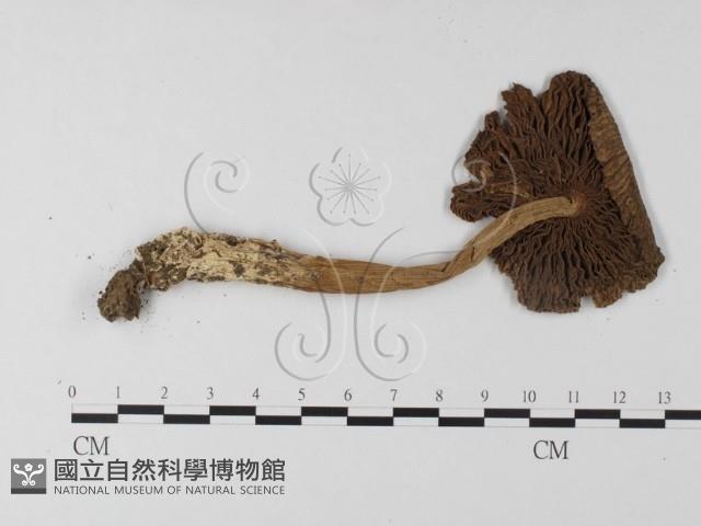 登錄號:F0003816藏品圖，第1張