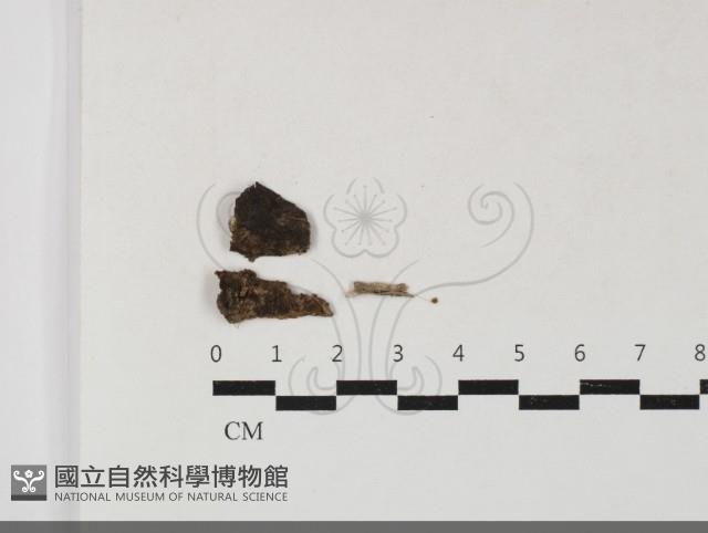 小菇屬藏品圖，第1張