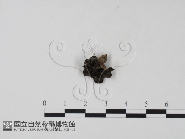 登錄號:F0008916藏品圖，第1張