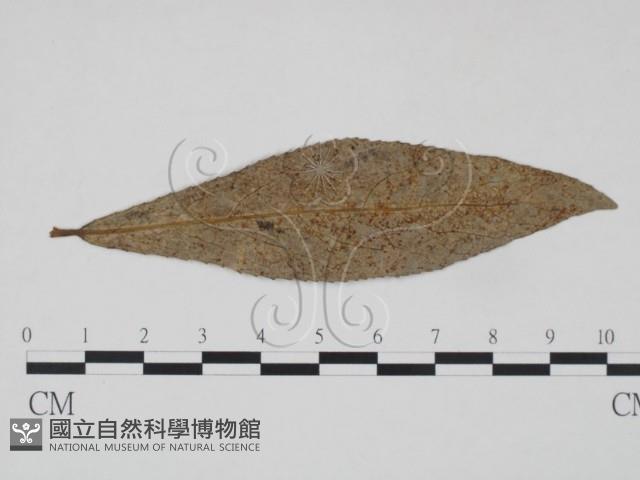 登錄號:F0018916藏品圖，第1張