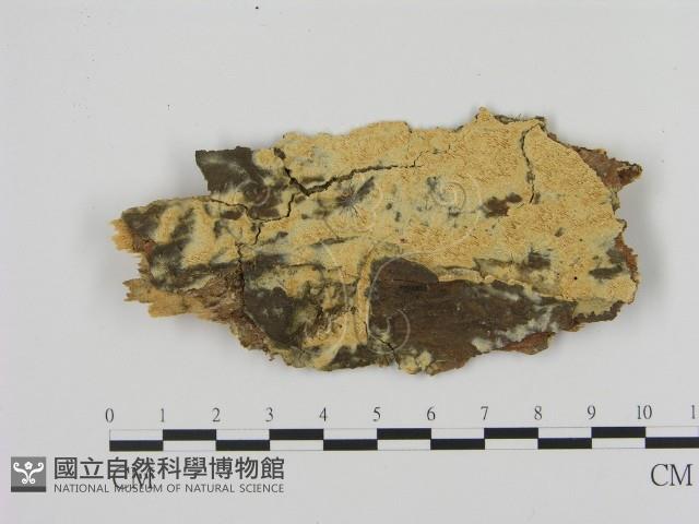 登錄號:F0020916藏品圖，第1張