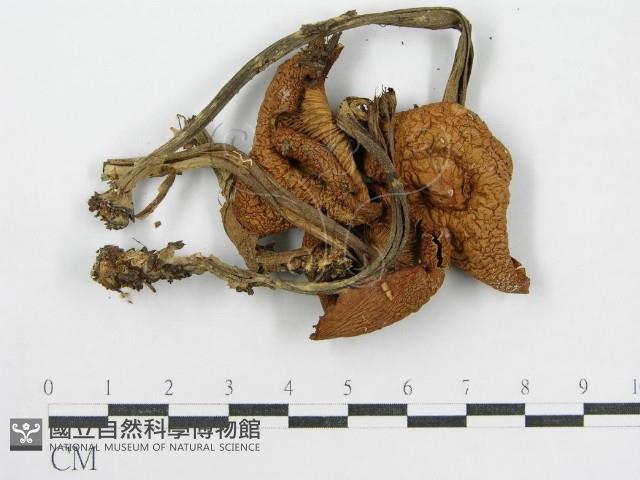登錄號:F0010916藏品圖，第1張