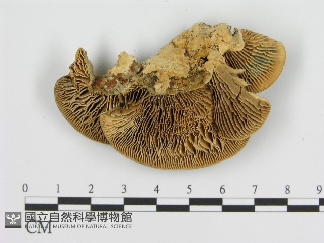 登錄號:F0006916藏品圖，第1張