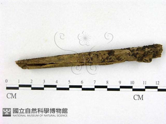 登錄號:F0016916藏品圖，第1張