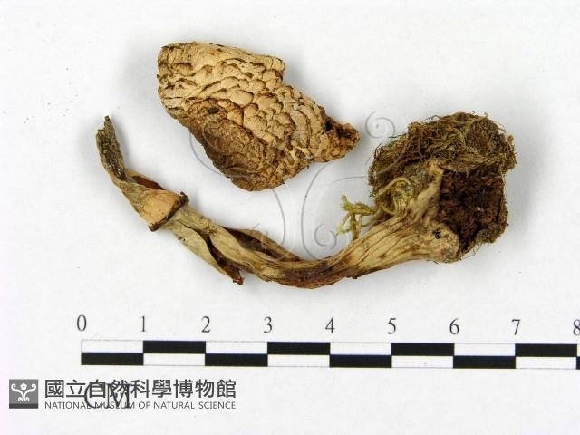 登錄號:F0021916藏品圖，第1張