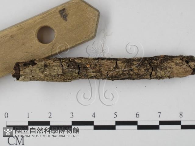 登錄號:F0001916藏品圖，第1張