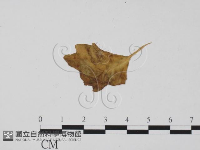 登錄號:F0011916藏品圖，第1張