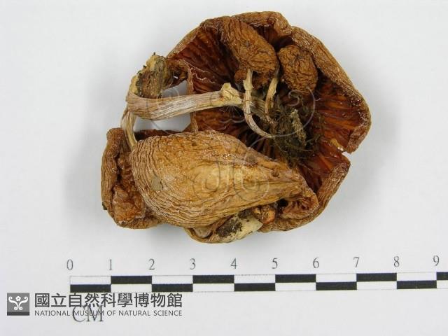 登錄號:F0004916藏品圖，第1張