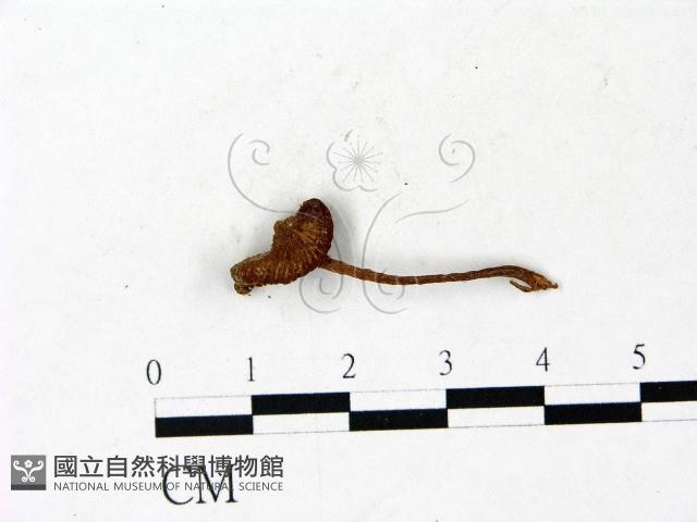 登錄號:F0022916藏品圖，第1張