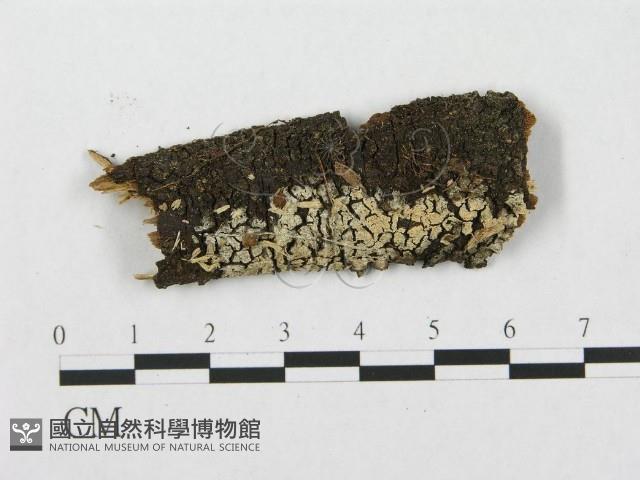 針齒銳岩菌藏品圖，第1張