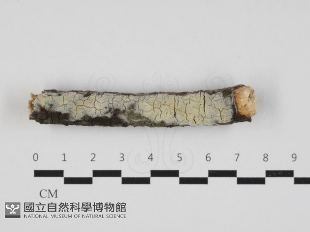 登錄號:F0032916藏品圖，第1張