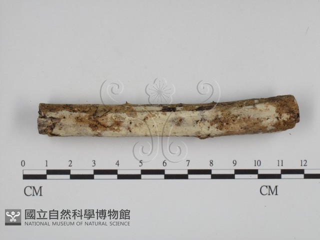 登錄號:F0007916藏品圖，第1張