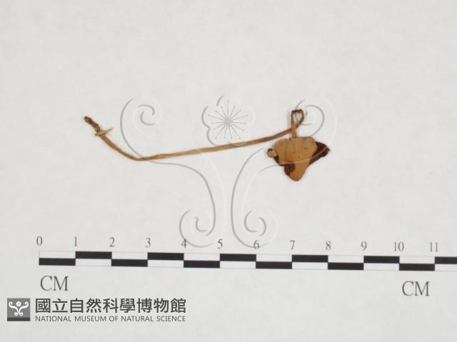 登錄號:F0025916藏品圖，第1張