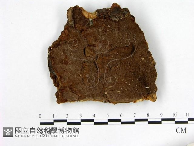 登錄號:F0005916藏品圖，第1張