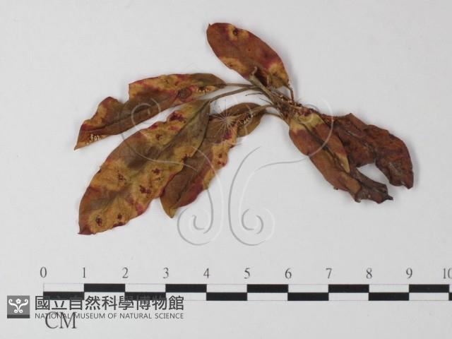 登錄號:F0023916藏品圖，第1張