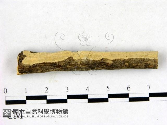 登錄號:F0003916藏品圖，第1張