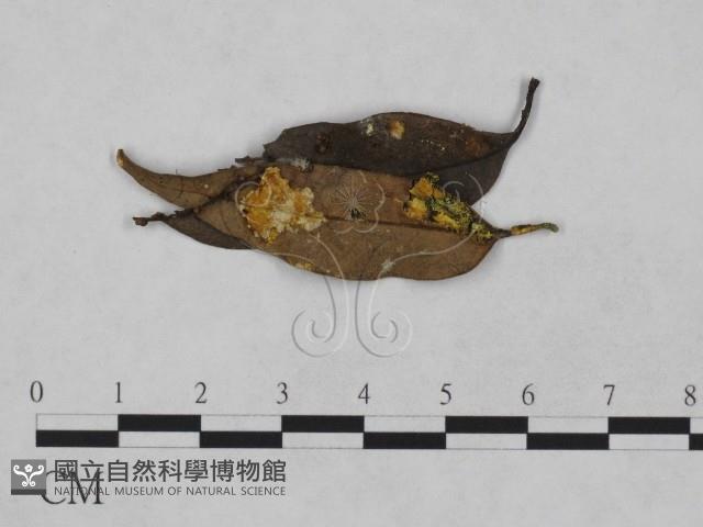 登錄號:F0013916藏品圖，第1張