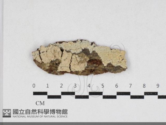 剛毛絲皮菌藏品圖，第1張