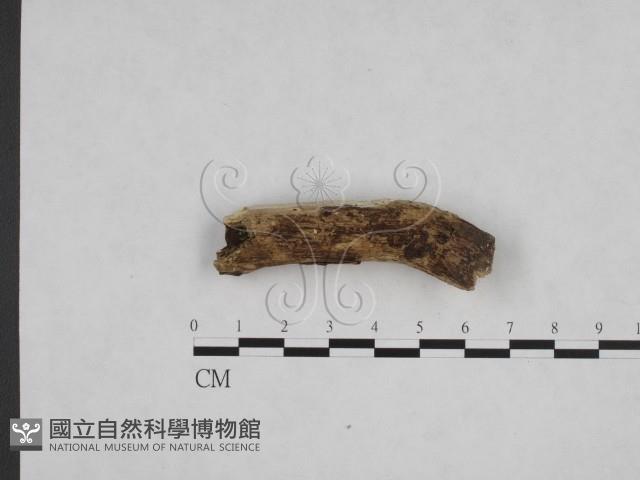登錄號:F0008616藏品圖，第1張