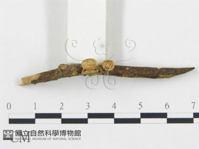 登錄號:F0000616藏品圖，第1張