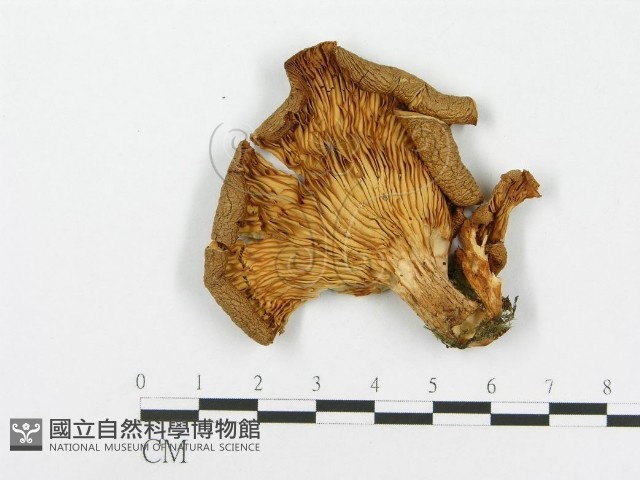 糙皮側耳藏品圖，第1張