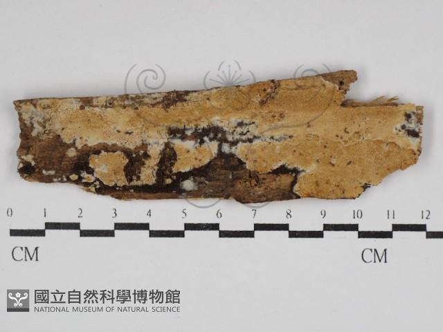 登錄號:F0030616藏品圖，第1張