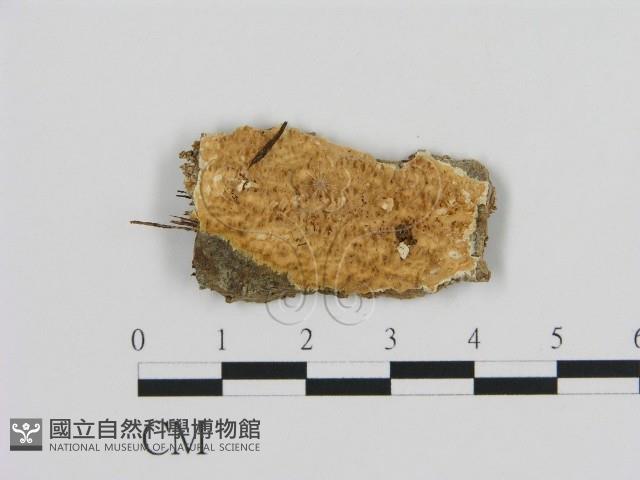 登錄號:F0016616藏品圖，第1張