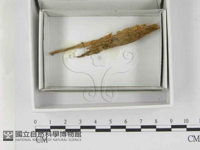 登錄號:F0021616藏品圖，第1張