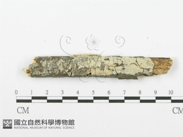 登錄號:F0001616藏品圖，第1張