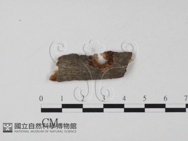 登錄號:F0011616藏品圖，第1張