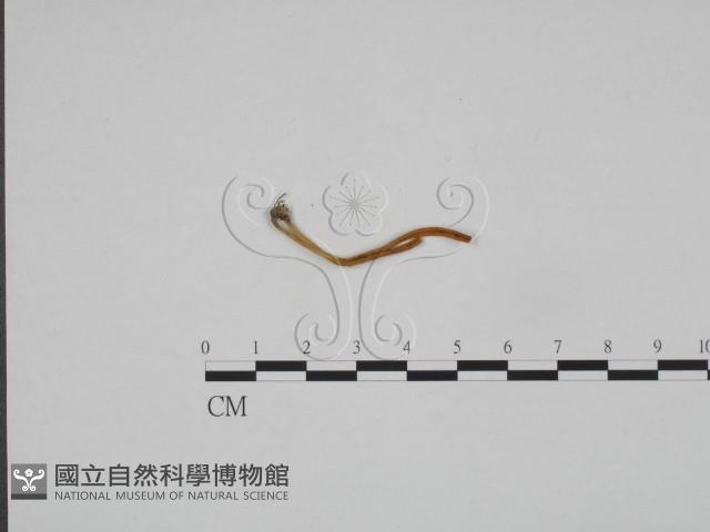 登錄號:F0024616藏品圖，第1張