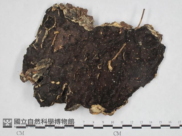登錄號:F0004616藏品圖，第1張