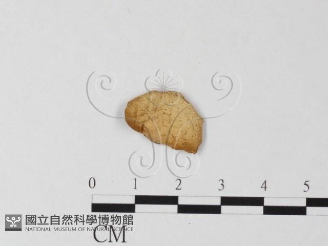 登錄號:F0014616藏品圖，第1張