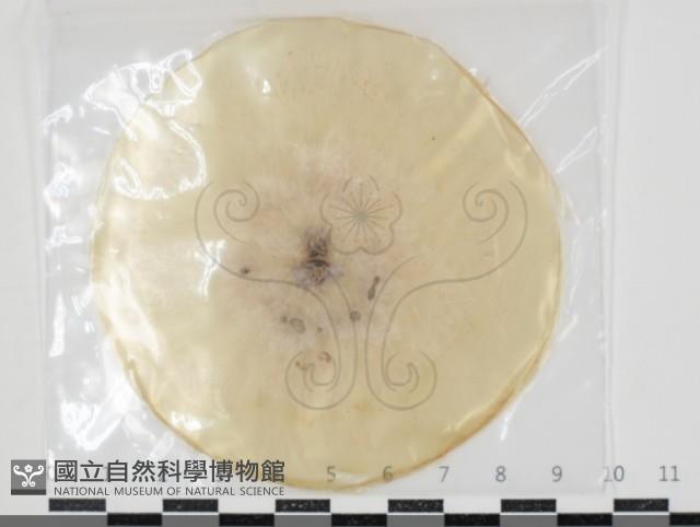 登錄號:F0034616藏品圖，第1張