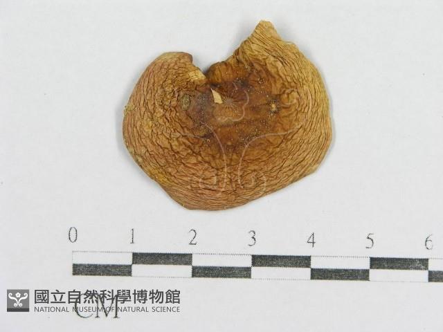 紅菇屬藏品圖，第1張